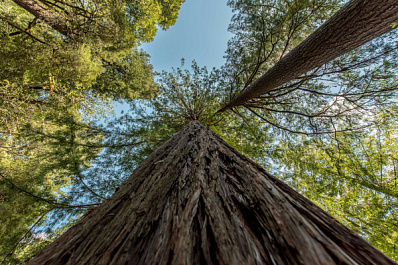 В ПФО 350-летняя сосна претендует на звание "Дерево года"