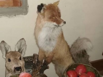В Самарской области женщина украла чучело лисы и два самовара