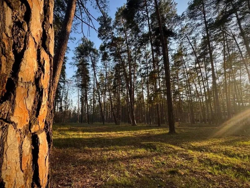 Самарские лесоводы обновят более 26 тысяч км минерализованных полос