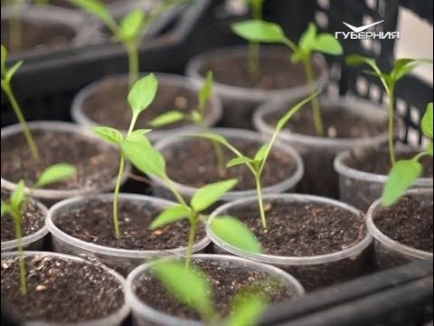 Как вырастить рассаду перца. Удачные заметки