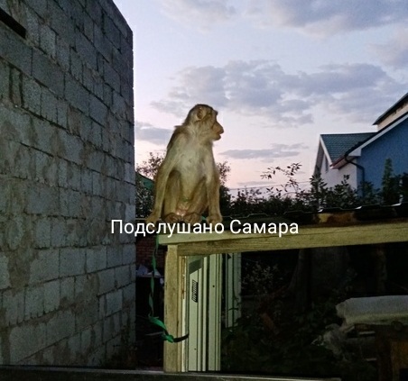 Жителей Самары ранним утром 20 августа 2021 года стуком в окно разбудила обезьяна