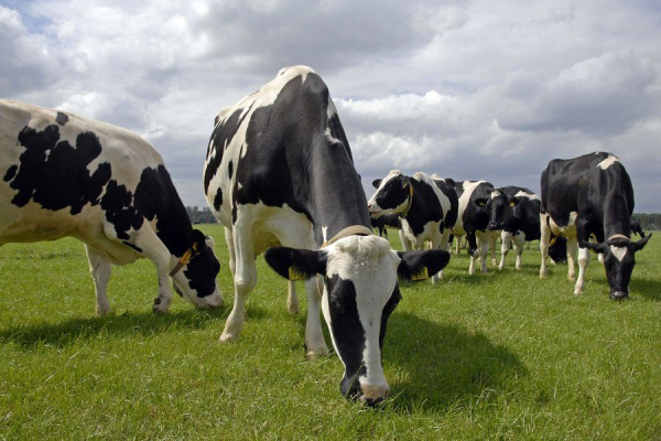 Фермеры Самарской области получают гранты на развитие хозяйств