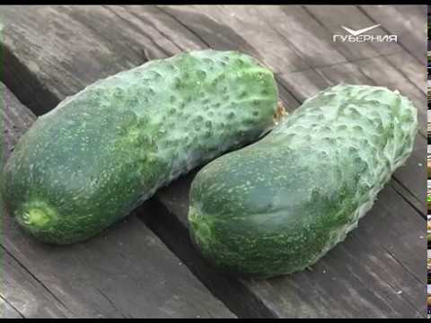 От чего белеют огурцы и какие цветы рады зною. Удачные заметки от 10.07.2018