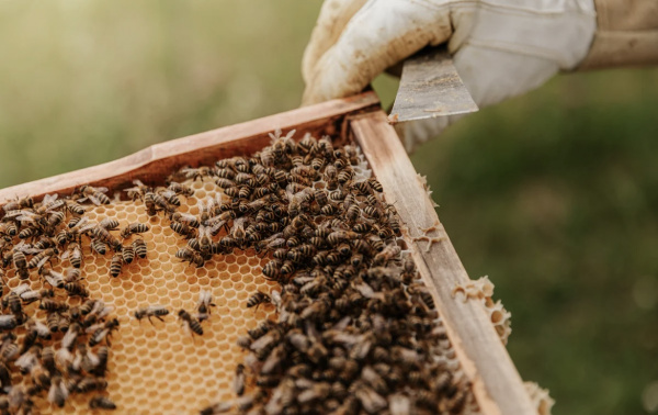 В России зафиксировали очаг массовой гибели пчёл
