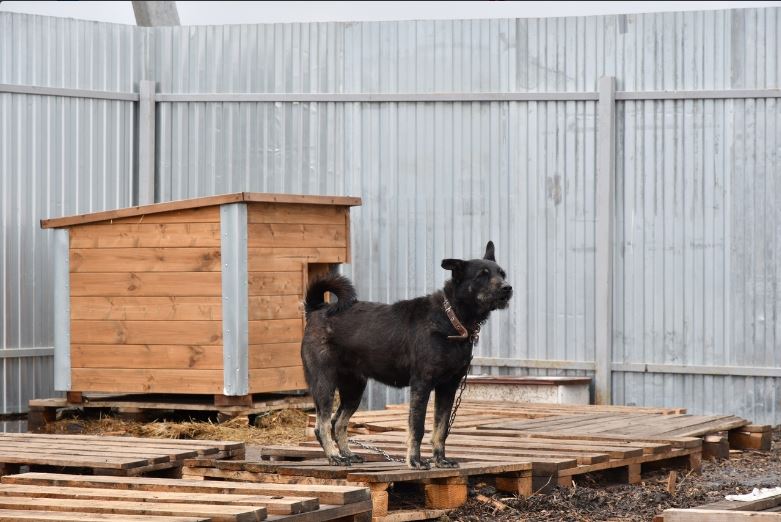 В Самарской области реабилитационный центр для животных удалось уберечь от паводка