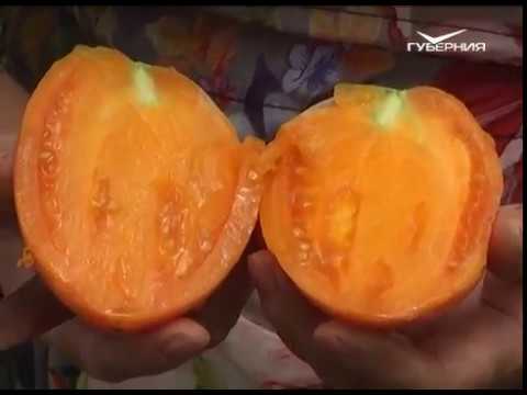 Дачные советы 31.08.2017. Работы в теплице