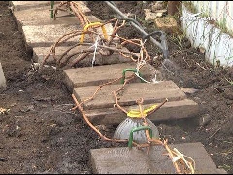 Готовим дачу к морозам. Дачные советы от 15.11.2018