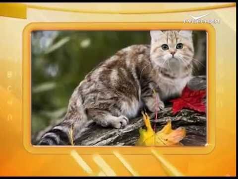 Календарь губернии 12.10.2016