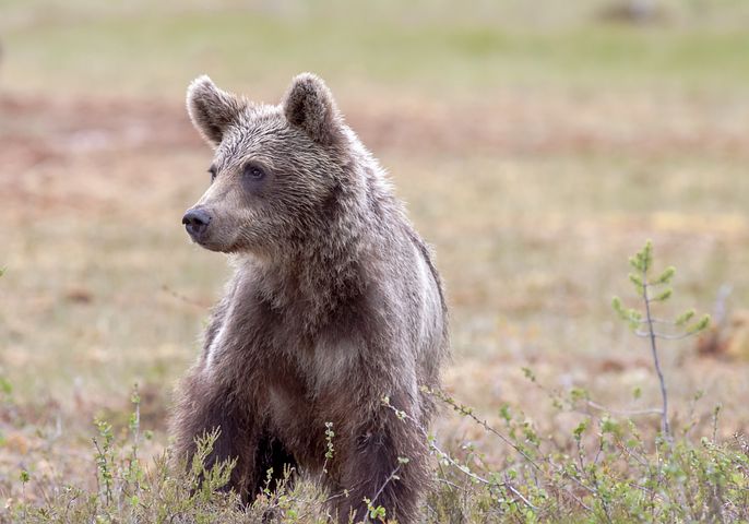 Хотят вернуть в природу: озвучена дальнейшая судьба найденного в Сибири трехмесячного медвежонка 