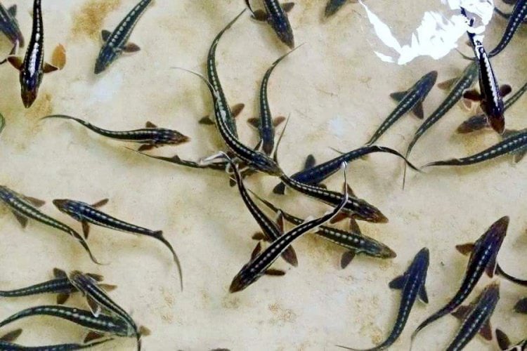 На Самарской Луке будут выпускать на волю молодых особей стерляди