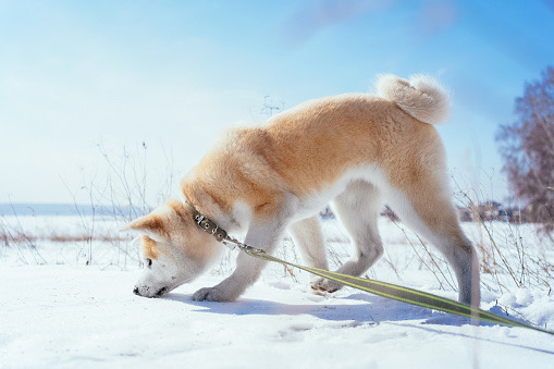 Прогулки зимой: кинологи рассказали о симптомах при переохлаждении у собаки 