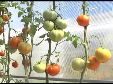 Дачные советы 21.01.2016