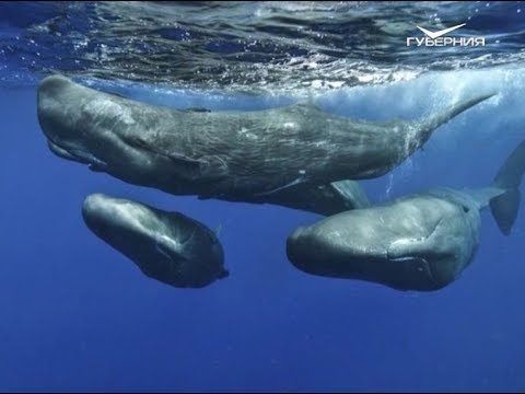 Всемирный день китов. Утро Губернии