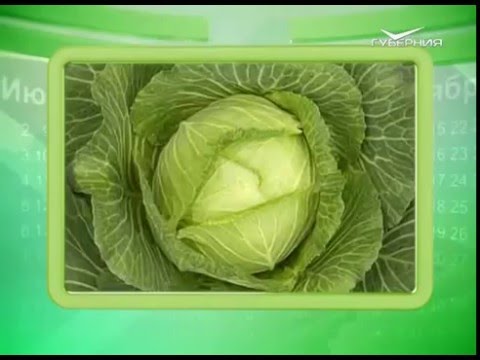 Календарь губернии 18.05.2016