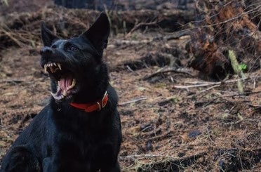 В России предложили ввести штрафы за неправильный выгул опасных собак