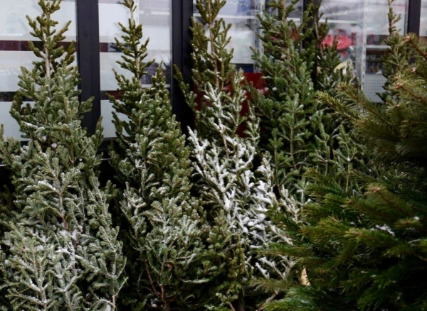 В Тольятти принимают новогодние елки на утилизацию