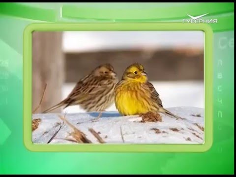 Календарь губернии 02.03.2016