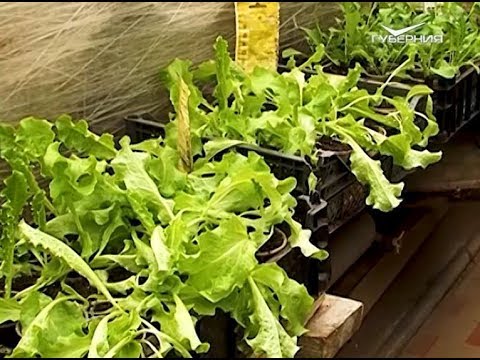 Зелень на подоконнике за 14 дней. Удачные заметки