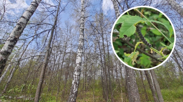 Гусеницы съели лес, мотыльки заполонили город: жители Ульяновска жалуются на нашествие насекомых