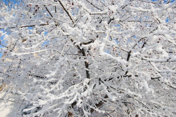 В Самарской области задержатся морозы и снегопад