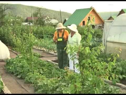 Дачные советы 11.12.2014 