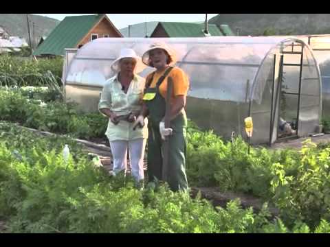 Дачные советы 19.07.2012