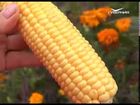 Как правильно собирать корнеплоды. Дачные советы