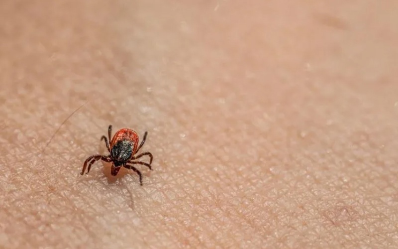 Стало известно, когда в Самарской области проснутся клещи