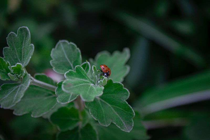 Непрошенные гости: как избавиться от вредителей на дачном участке