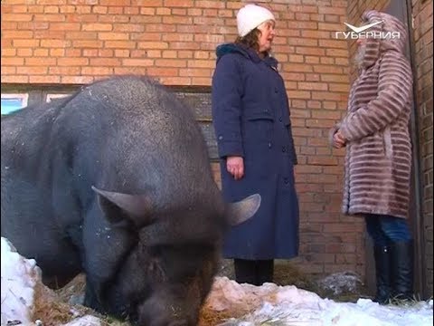 Желтая свинья: какими чертами характера обладает символ 2019 года