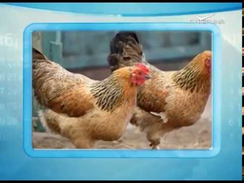 Календарь губернии 15.01.2017