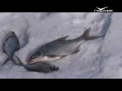 Последний выход на лёд. Рыбацкое счастье