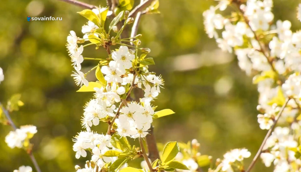 В Самаре у областного госпиталя для ветеранов войн высадили 80 яблонь