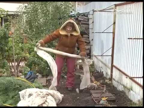 Дачные советы 20.10.2016. Подготовка к зимовке