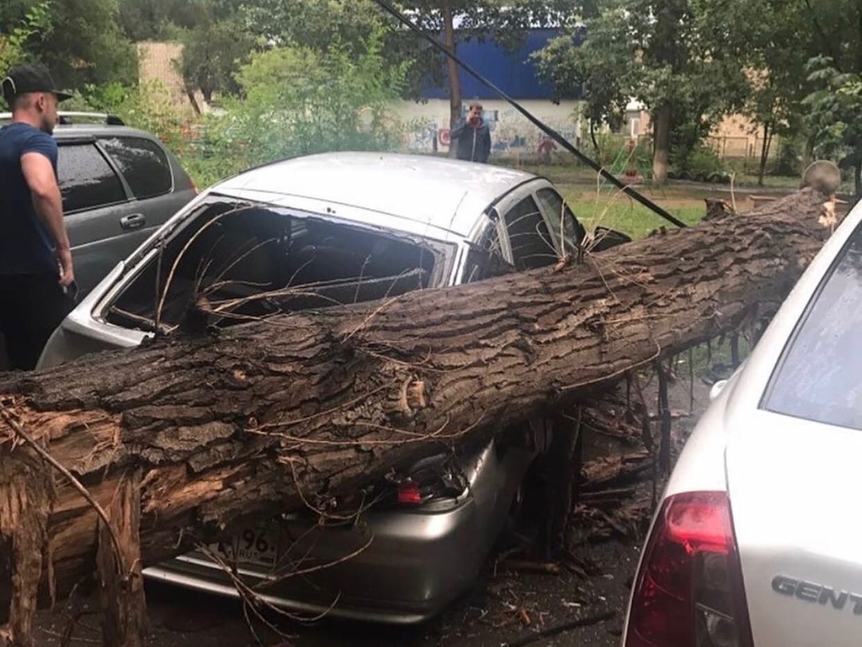 Машина припаркована на дереве