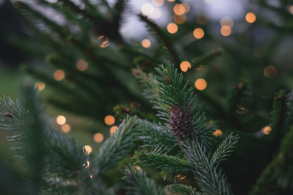 Елка, сосна или пихта: эксперт рассказал, как выбрать новогоднее дерево