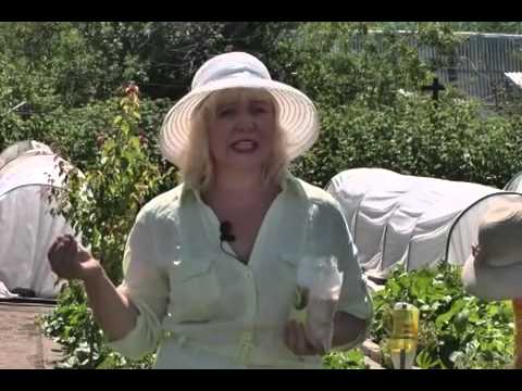 Дачные советы 12.07.2012