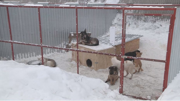 Спецприют для бездомных животных функционирует в Самаре