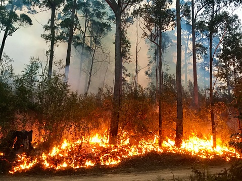 В России увеличили штрафы за несоблюдение правил пожарной безопасности в лесу 
