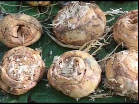 Восстанавливаем газон и наслаждаемся первоцветами. Удачные заметки от 15.05.2018