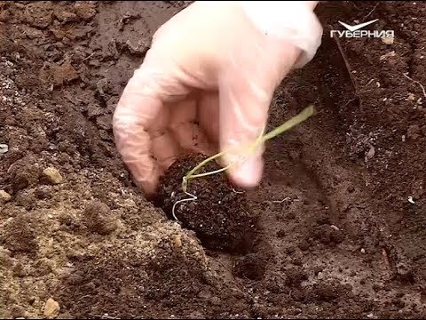 Как высадить переросшую рассаду томата? Удачные заметки