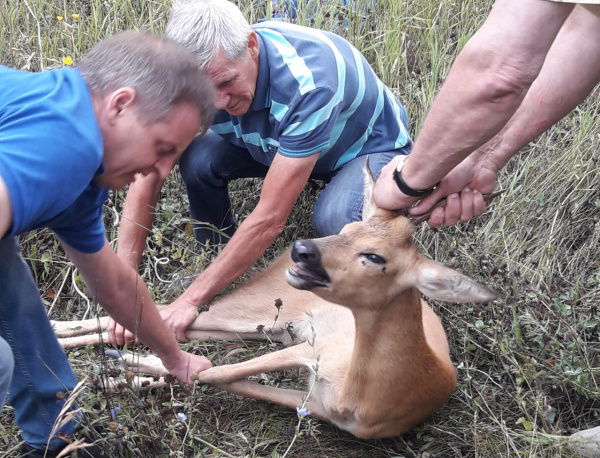 По улицам Самары вновь бегала косуля