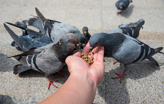 Россиянам посоветовали не кормить голубей с рук 
