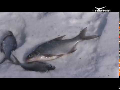 Ловля окуня на Сухой Самарке. Рыбацкое счастье