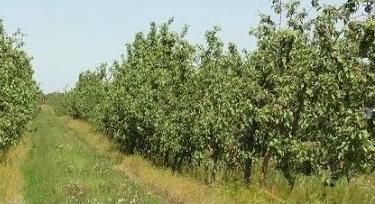 В Самарской области уничтожают больные растения