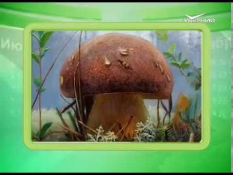 Календарь губернии 27.07.2016