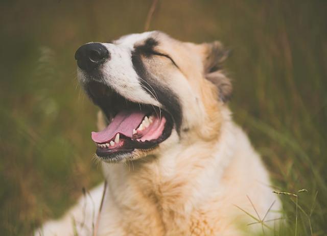 Стало известно, из-за чего умер знаменитый алабай Кругетс