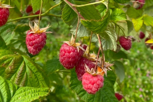 В Тольятти прошел фестиваль "Малина"