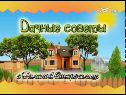 Дачные советы 15.06.2017. Как защитить плодовые деревья от заболеваний? 