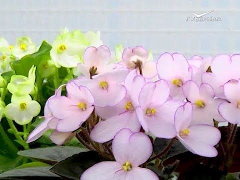 Секрет спасения мини-фиалок зимой. Удачные заметки